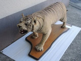 トラの剥製
