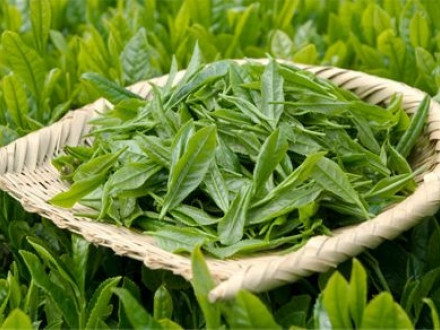 食べる「茶」の有効性