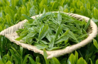 食べる「茶」の有効性