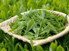 食べる「茶」の有効性