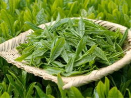 食べる「茶」の有効性