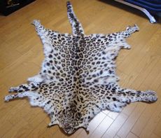 豹のはく製