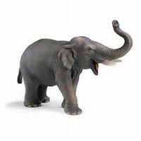 インドゾウ