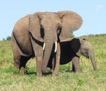アフリカゾウ