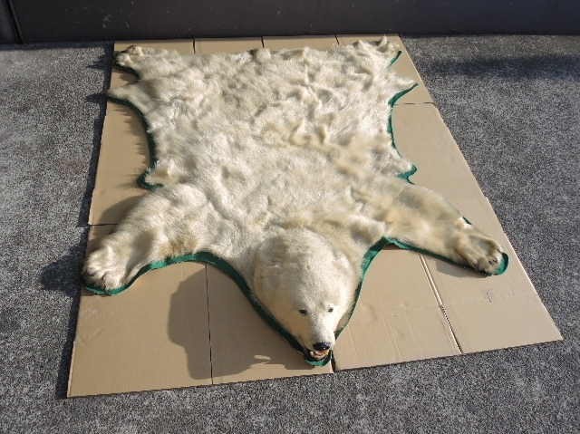 白熊(シロクマ)の剥製 ラグマット