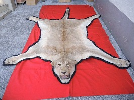 ライオンの剥製